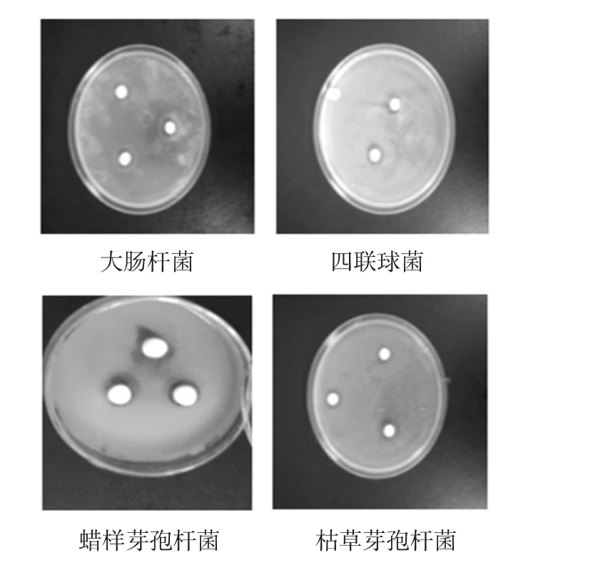 河南产白蒿精油的化学成分分析及抑菌活性研究
